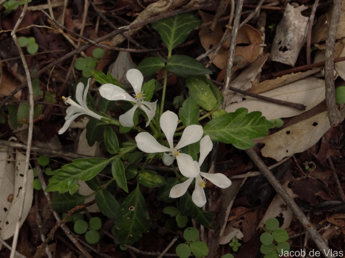 Munronia pinnata (Wall.) W.Theob.